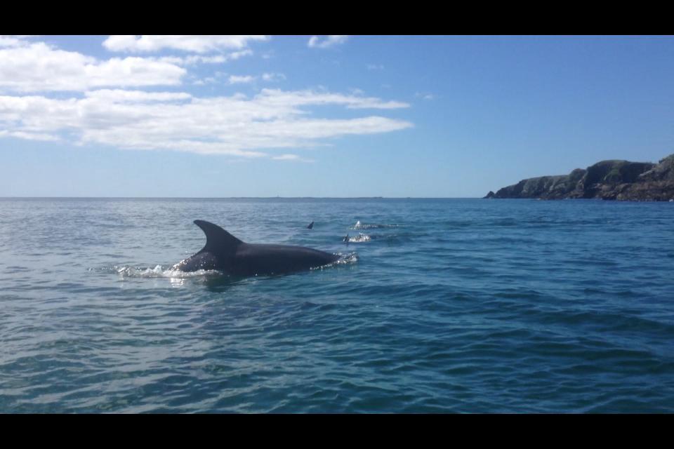 ホテルDolphin Beach House クリフデン エクステリア 写真